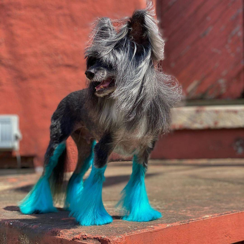 Blue dog dye best sale