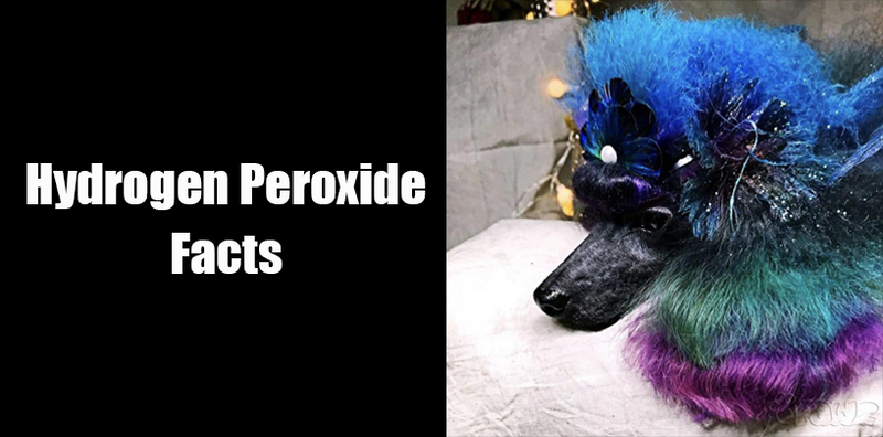 The problem with pet hair dye - OneKind Planet Blog