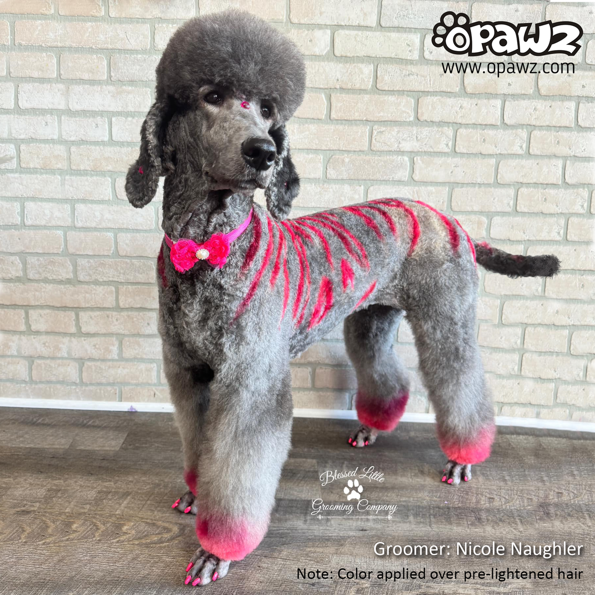 Dog Hair Dye - Adrian Pink (PD22)