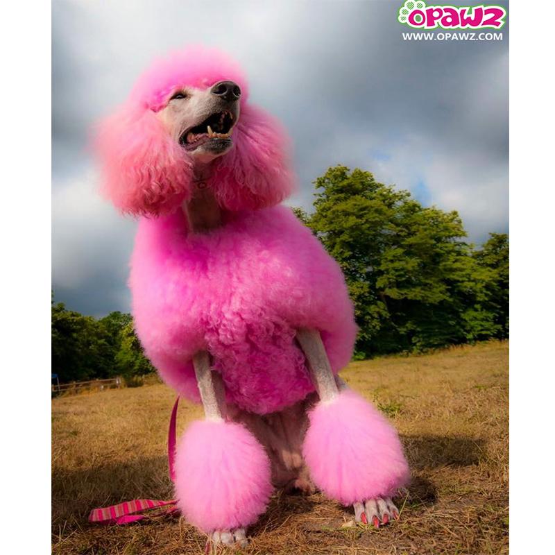 Dog Hair Dye - Adorable Pink (PD03) – OPAWZ Canada
